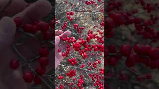 Winterberry 2 [upl. by Nibor]