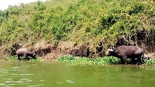 exploring the Kazinga channel with Nkuruba Community Tours [upl. by Kostman877]