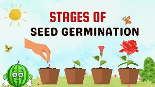 Seed Germination Stages From Seed to Plant Growth  Watch the Incredible Transformation [upl. by Lash]