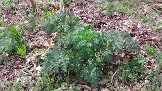 Control of hemlock cocklebur and horsenettle in pastures [upl. by Jat814]