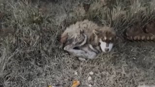 Alaskan Puppy Shivered Curled Up in A Cold Corner His Frail Body Trembling With Hunger And Fear [upl. by Peder]