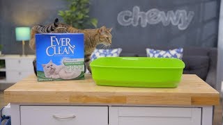 Ever Clean Kitty Litter  Chewy [upl. by Treboh]