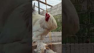 Cuales son las características de gallinas Brahma pollitos avicultura [upl. by Ethbinium76]