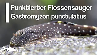 Der Punktierte Flossensauger Gastromyzon punctulatus  Aquariumbewohner im Porträt [upl. by Amati]