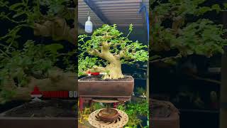 PRES TOTAL AKAR BONSAI SANCANG quotSEBELUM amp SESUDAHquot BERSAMA Mr Thanh Luan Nguyen bonsai shorts [upl. by Elene]