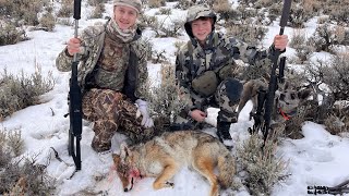 Coyote hunting with decoy dog in the snow [upl. by Eppillihp790]