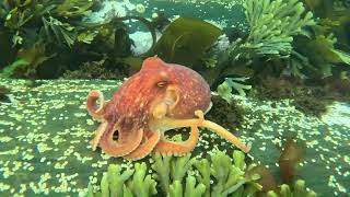 Back to the Moray Firth Releasing our Lesser Octopus [upl. by Teeniv]