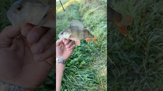 Mooi baarsie 🫡🎣 rivercew perch fishing baars vissen riverfishing [upl. by Hoppe660]