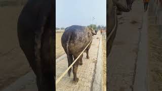 Tank Bull Champion Blood Line Bull viral murrah shortsfeed shortsviral shortvideo trending [upl. by Noseyt]