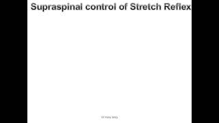 CNS Physiology Lec 7 part 1 supraspinal control of stretch reflex [upl. by Neehar114]