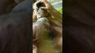 Newborn Baby Orangutan Receives Sweet Kisses From Mom [upl. by Giess]