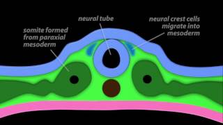 Neurulation [upl. by Maddalena]