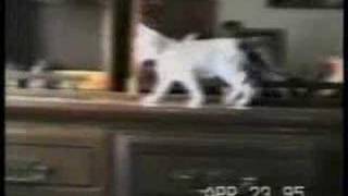 Cat accidents compilation [upl. by Tory]