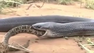 Incredible Fight Python Snake vs King Cobra [upl. by Siramay]