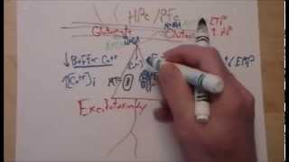 Mechanisms of Excitoxicity and Neurodegeneration AMPA NMDA Calcium Ractive oxygen species [upl. by Soinski]