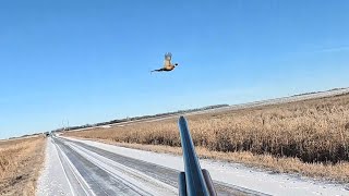 South Dakota Pheasant Hunting 01012024 [upl. by Aikam666]