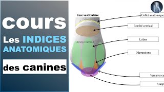 Indices anatomiques  Canines maxillaires et mandibulaires  Prothèse dentaire  Cours  © [upl. by Eicyaj]