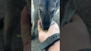 Feeding a wallaby subscribe australia wallabies cute feedinganimals featherdale [upl. by Alistair]