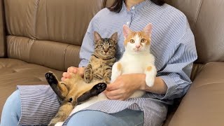 里親になる母親と子猫たちが対面したら相性抜群で初日にまさかのこうなっちゃいました… [upl. by Unity]