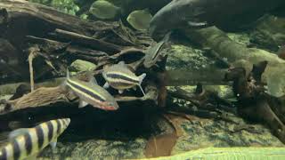 Leporinus Striatus fish [upl. by Saidee825]