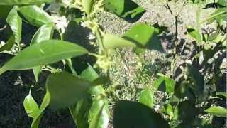 Tropical Fruit Trees  Hamlin Orange  Part 2 [upl. by Marcell]