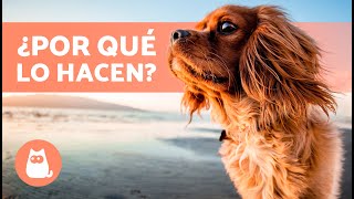 8 COMPORTAMIENTOS EXTRAÑOS de los PERROS explicados 🐶 [upl. by Shaum]