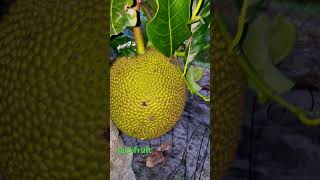 Jackfruit season fruits jackfruit jackpot summer vibes eating [upl. by Atinnek]