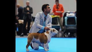 Exposition Internationale de Genève 2023 day 3  Bulldog  champion class CACIB RCACIB [upl. by Thier]