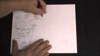 Gross Anatomy  Autonomic Nervous System  Head amp Neck Sympathetic and Parasympathetic Pathways [upl. by Wilson]