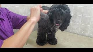 How to trim a Cocker Spaniels ears dog grooming heavy ears ear health [upl. by Bozovich]