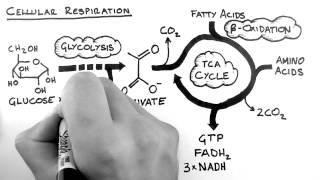 Cellular Respiration 1  Overview [upl. by Thurmann]