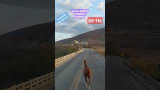 Cavalo na ponte em ITAOBIMMGBRASILBR 116RODSANTOS DUMONT sentido sul [upl. by Naeruat]