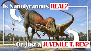 Is Nanotyrannus Real or Just a Juvenile T rex [upl. by Acirt]