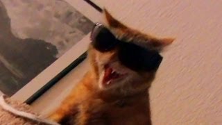 The Thug Cat hisses wearing sunglasses [upl. by Ezarras]