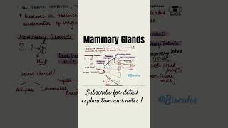 Mammary Glands  Human Reproduction  Class 12th  NEET [upl. by Mosley]