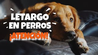 ¿QUÉ es el LETARGO en los PERROS 🐶¡Esta es la VERDAD [upl. by Lertnek492]