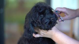 Cockapoo Puppy First Groom and Ducklings [upl. by Vassili129]