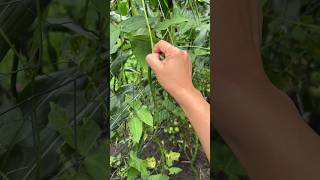 harvesting string beans from the garden shorts satisfying asmr sitaw [upl. by Arries]