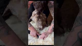 Ragged Felted Overgrown Sheep Shearing Sheep 78 [upl. by Ennagrom]