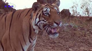 Tiger Chota Matkasur gets angry and growls as jeep hits a stone in Tadoba Tiger Reserve TATR [upl. by Dysart]