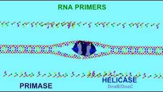 DNA REPLICATION RNA PRIMERS [upl. by Calli]