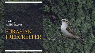 Eurasian Treecreeper  Common Treecreeper Certhia Familiaris [upl. by Hynes]