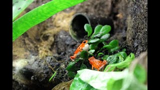 Oophaga Pumilio Bastimentos calling [upl. by Ednihek]