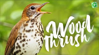 Wood thrush Song  Beautiful Wood thrush Singing and Call Sound [upl. by Recor124]