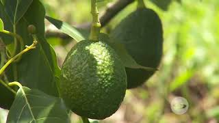 Variedades de aguacate cultivables en clima medio  La Finca de Hoy [upl. by Gowon]