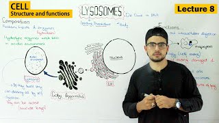 lysosomes structure and function  Video 8 [upl. by Ttiwed]