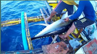 AMAZING TRADITIONAL TUNA FISHING in the PHILIPPINES  HANDLINE FISHING Filipino tuna fishing [upl. by Eicart967]