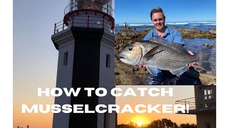 How to catch Musselcracker [upl. by Ethelind]