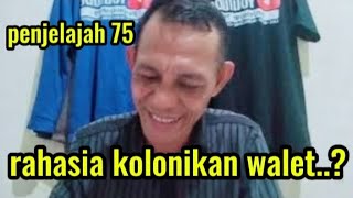 rahasia walet cepat berkeloni dalem ruangan rbw ini [upl. by Aitel]