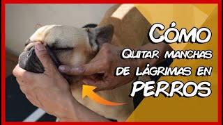 Como quitar las manchas de lagrimas en los perros [upl. by Brod]